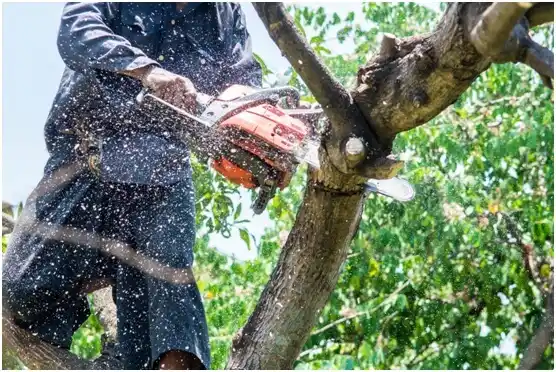 tree services Tennessee Ridge